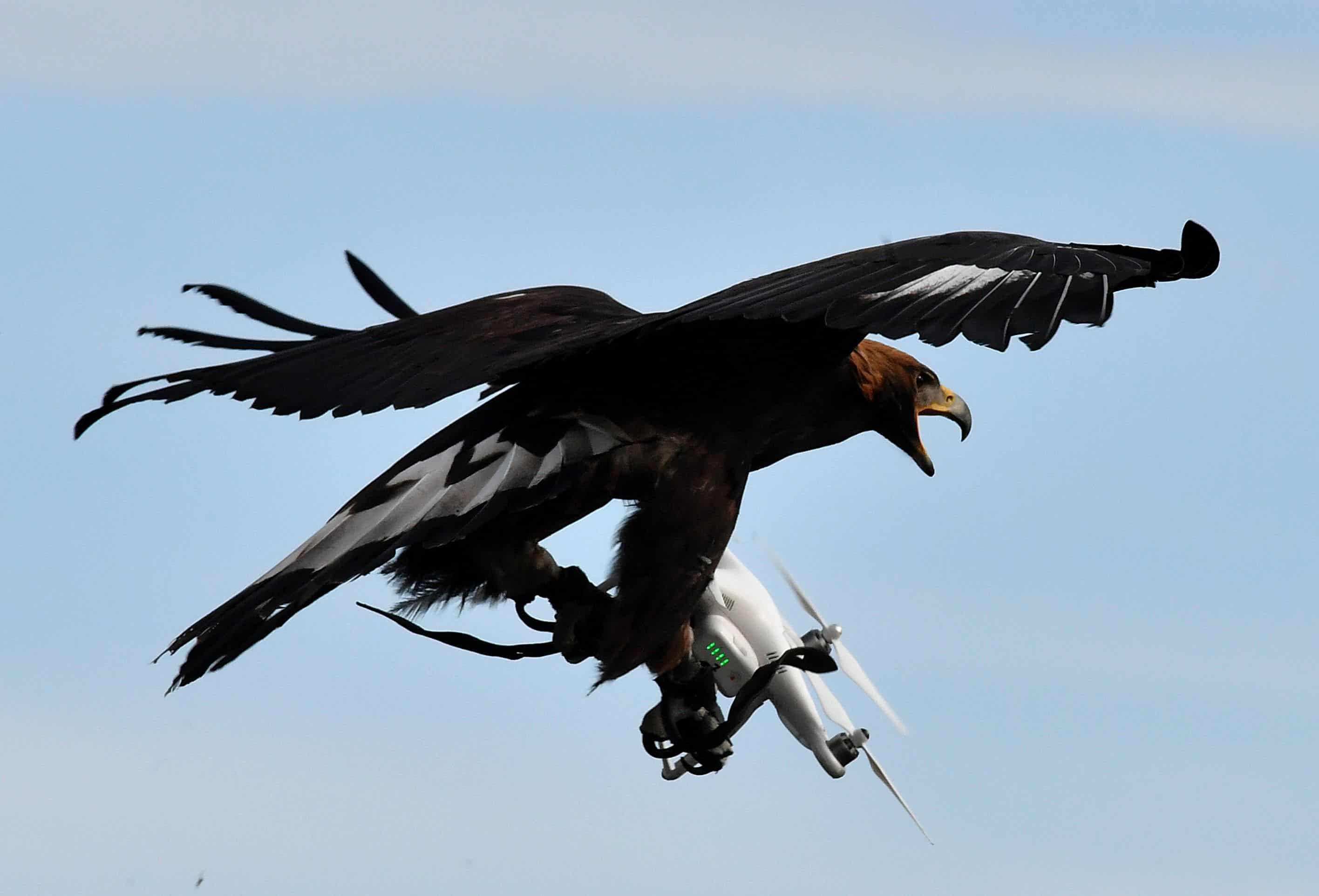 drone mitigation solutions eagle capture